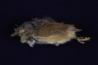 藏品(繡眼畫眉)的圖片